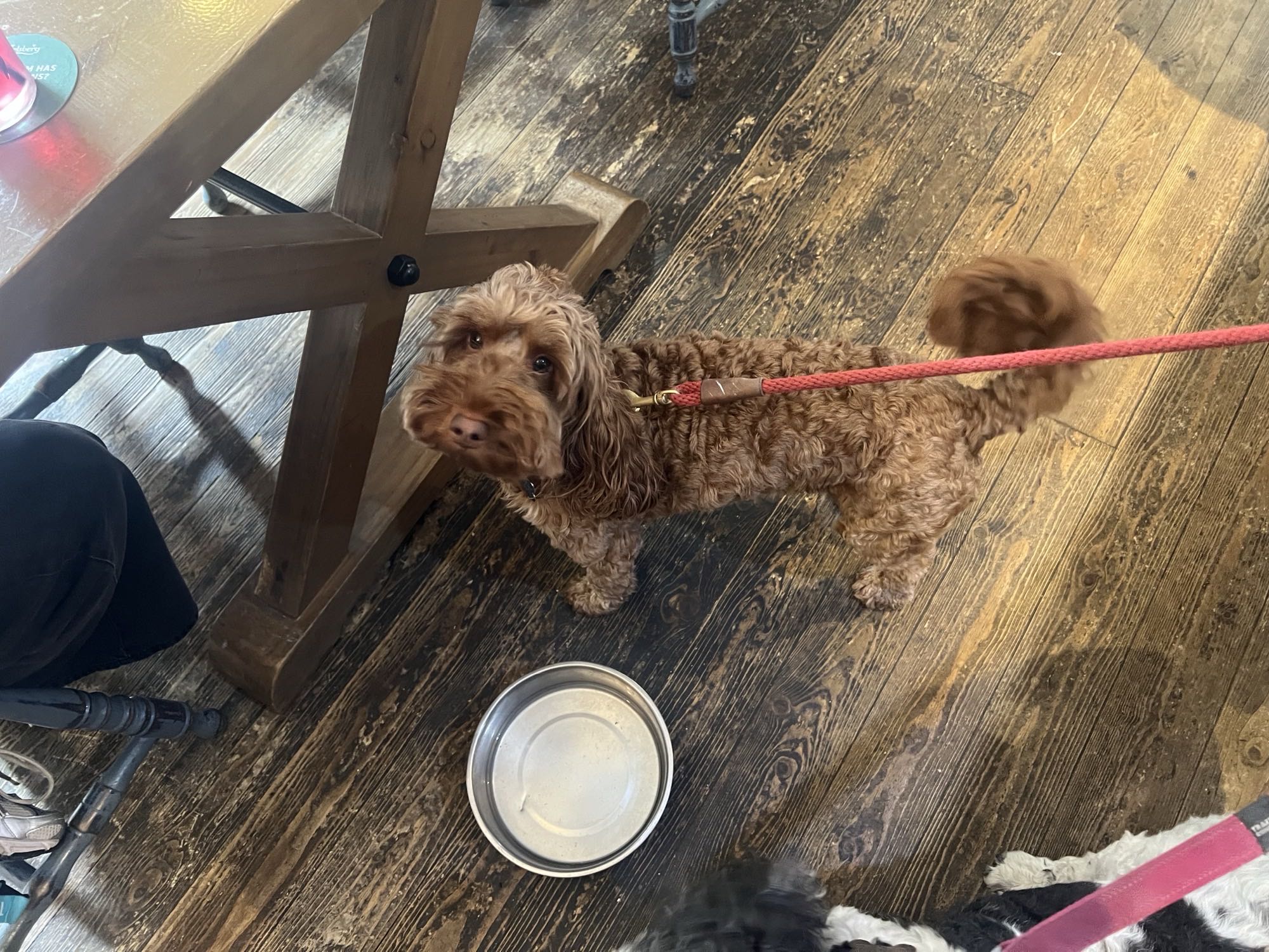 A dog on a lead waiting by the table at The Dolphin Inn